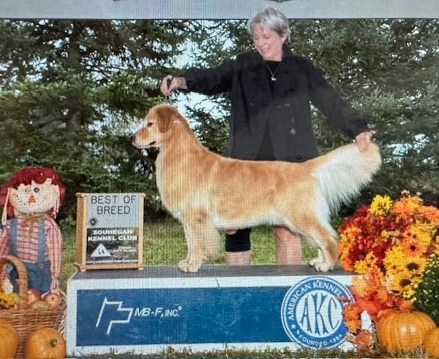 Golden asset kennel hotsell